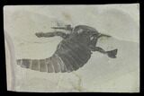 Eurypterus (Sea Scorpion) Fossil - New York #131481-1